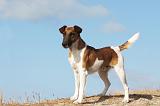FOX TERRIER POIL LISSE 221
